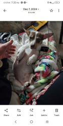 Lost Female Dog last seen She was surrendered by my roommate without my knowledge at 21 south perry ave fort meade fl 33841, Fort Meade, FL 33841