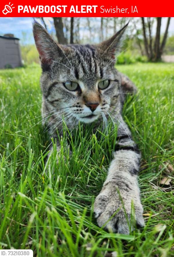 Lost Female Cat last seen 120th Swisher, Swisher, IA 52404