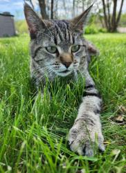 Lost Female Cat last seen 120th Swisher, Swisher, IA 52404