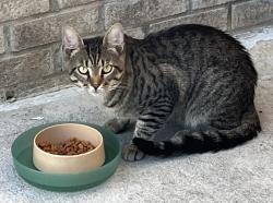 Found/Stray Female Cat last seen Route 55 Front Royal, Virginia, Front Royal, VA 22630