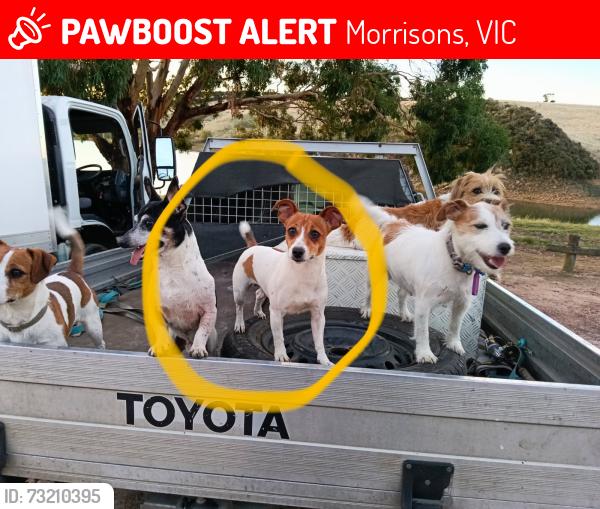 Lost Female Dog last seen Dollys creek/ Morrison, Morrisons, VIC 3334