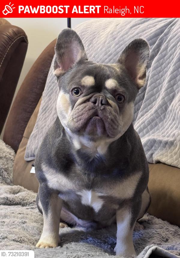 Lost Male Dog last seen Birchshire Dr & Poplar Meadow Ln, Raleigh, NC 27616