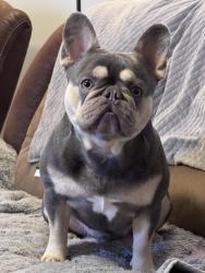 Lost Male Dog last seen Birchshire Dr & Poplar Meadow Ln, Raleigh, NC 27616