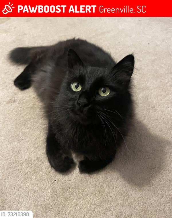 Lost Male Cat last seen Edwards road and richbourg road, Greenville, SC 29615