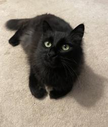 Lost Male Cat last seen Edwards road and richbourg road, Greenville, SC 29615