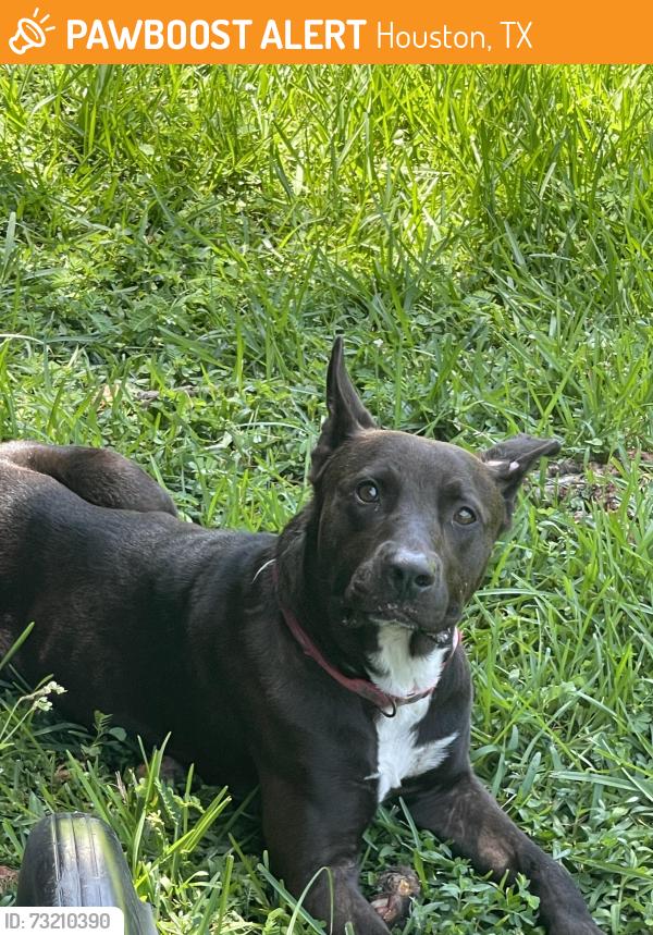 Found/Stray Male Dog last seen Beltway 8 & West Td, Houston, TX 77064
