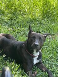 Found/Stray Male Dog last seen Beltway 8 & West Td, Houston, TX 77064