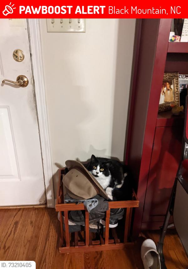 Lost Female Cat last seen Christmount Office, Black Mountain, NC 28711