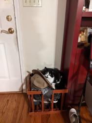 Lost Female Cat last seen Christmount Office, Black Mountain, NC 28711