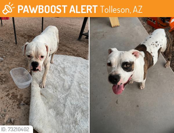 Found/Stray Unknown Dog last seen S 99th Ave and W Jones Ave, Tolleson, AZ 85353