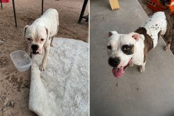 Found/Stray Unknown Dog last seen S 99th Ave and W Jones Ave, Tolleson, AZ 85353
