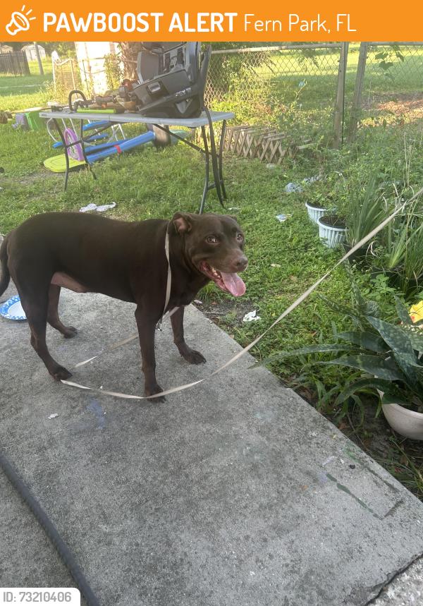 Found/Stray Female Dog last seen Serendipity school Fern Park, Fern Park, FL 32730