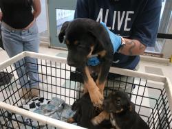 Shelter Stray Male Dog last seen Near BLOCK NW 27TH ST, 2811 SE 29th St, Oklahoma City, OK 73129, USA