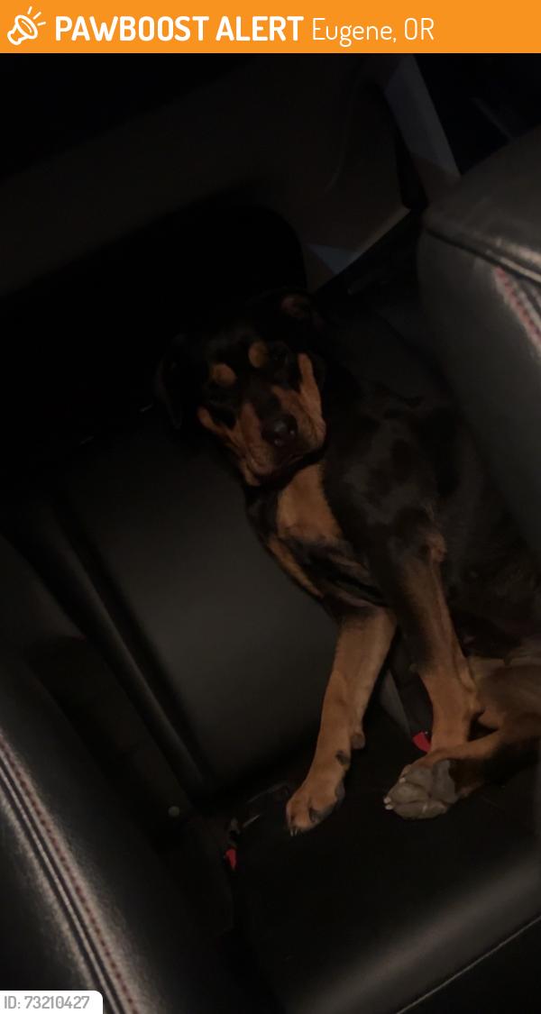 Found/Stray Female Dog last seen ross lane , Hunsaker street, Eugene, OR 97404