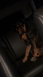 Found/Stray Female Dog last seen ross lane , Hunsaker street, Eugene, OR 97404