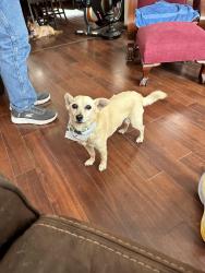 Lost Male Dog last seen Sullivant Ave, Columbus, OH 43204