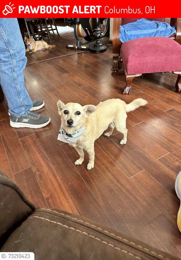 Lost Male Dog last seen Sullivant Ave, Columbus, OH 43204