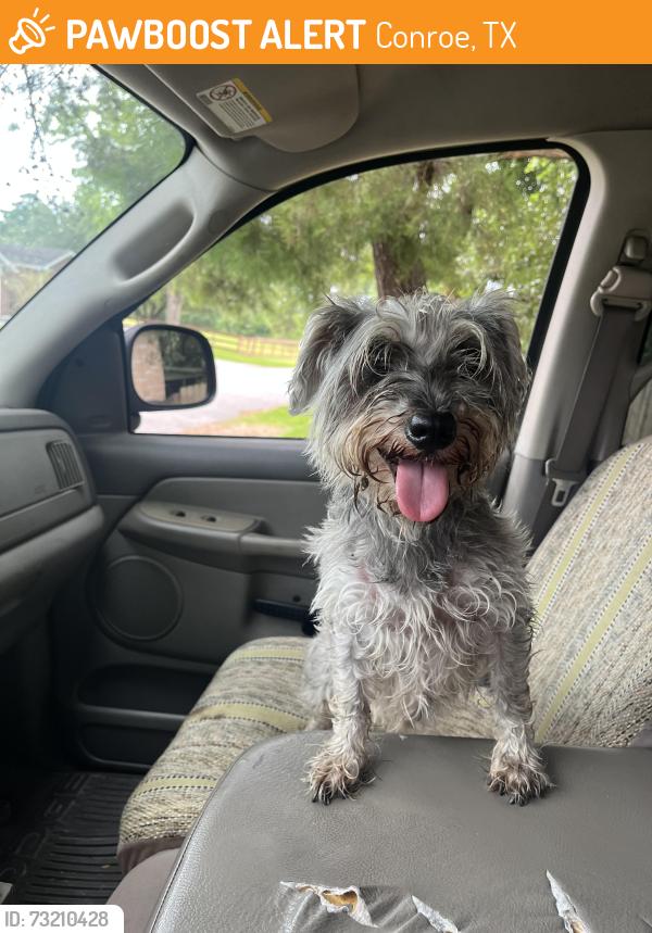 Found/Stray Male Dog last seen LaSalle Branch, Conroe, TX 77304