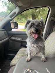 Reunited Female Dog last seen Westlake Subdivision, Conroe, TX 77304