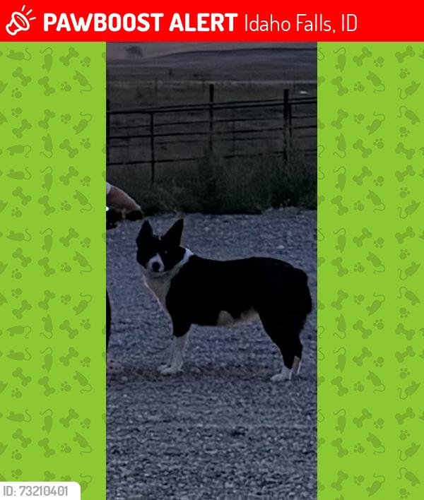 Lost Female Dog last seen Sandy Downs Arena, Idaho Falls, ID 83404