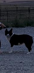 Lost Female Dog last seen Sandy Downs Arena, Idaho Falls, ID 83404