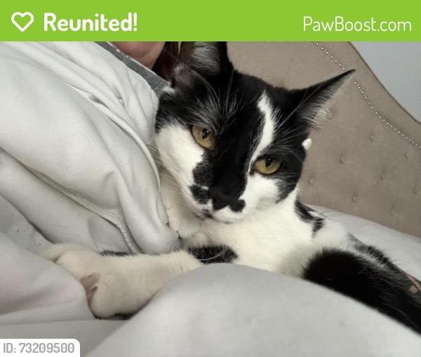 Reunited Female Cat last seen Btw Clague and Walter in Deerfield ests, North Olmsted, OH 44070