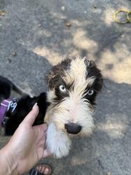 Found/Stray Female Dog last seen Rose Street and Randolph Street, Goldsboro, NC 27530