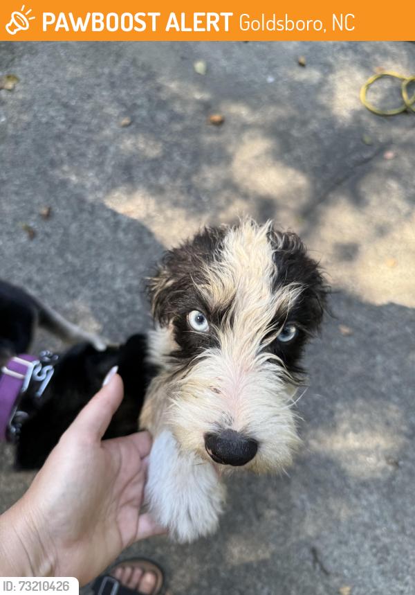 Found/Stray Female Dog last seen Rose Street and Randolph Street, Goldsboro, NC 27530