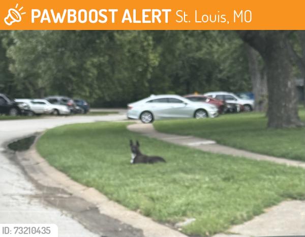Found/Stray Unknown Dog last seen Cantield, St. Louis, MO 63136