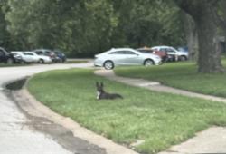 Found/Stray Unknown Dog last seen Cantield, St. Louis, MO 63136