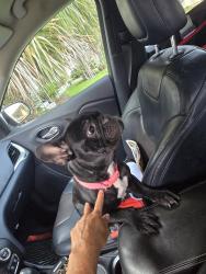 Reunited Female Dog last seen Carolina ave, Ormond Beach, FL 32117