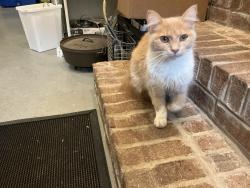Found/Stray Female Cat last seen Telephone Tower Road and Apple Grove Road, Laceys Spring, AL, Morgan County, AL 35754