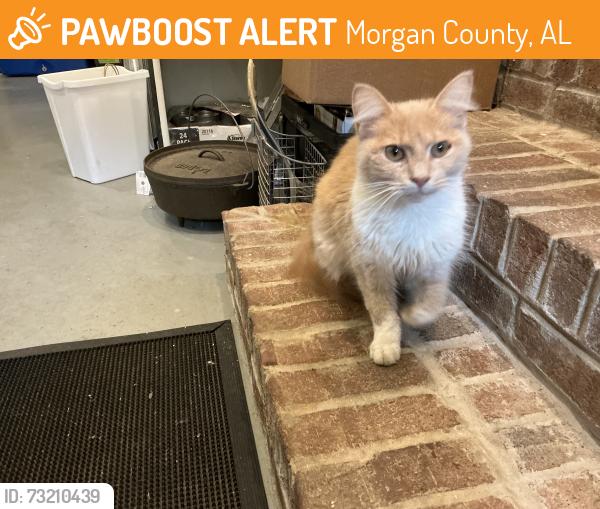 Found/Stray Female Cat last seen Telephone Tower Road and Apple Grove Road, Laceys Spring, AL, Morgan County, AL 35754