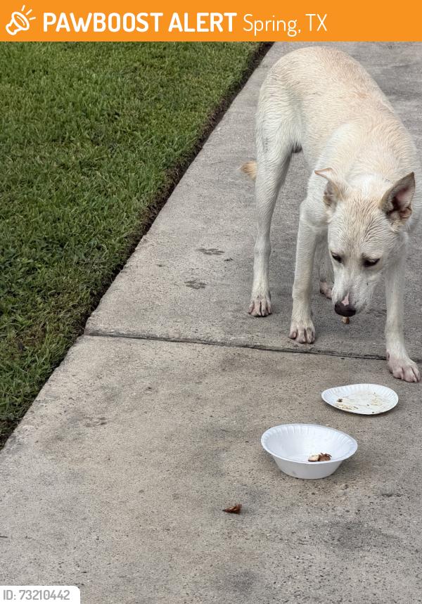 Found/Stray Male Dog last seen Firewood Ln, Spring, TX 77373