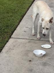 Found/Stray Male Dog last seen Firewood Ln, Spring, TX 77373
