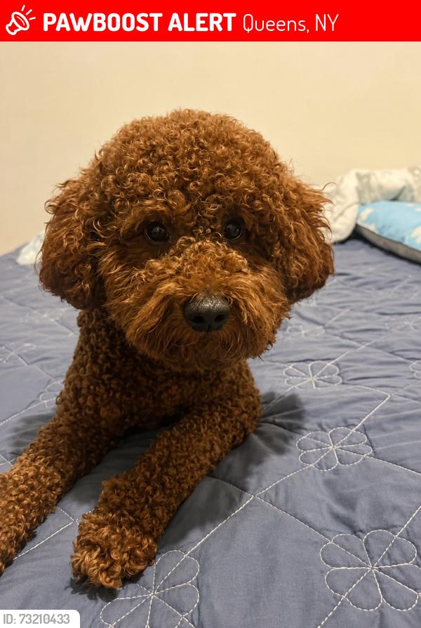 Lost Male Dog last seen 143-29A Roosevelt ave flushing NY11354, Queens, NY 11354