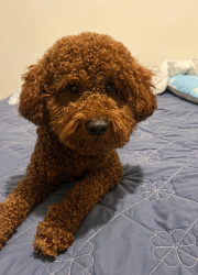 Lost Male Dog last seen 143-29A Roosevelt ave flushing NY11354, Queens, NY 11354