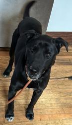Reunited Female Dog last seen Near Ideal St, Milan, MI, Milan, MI 48160