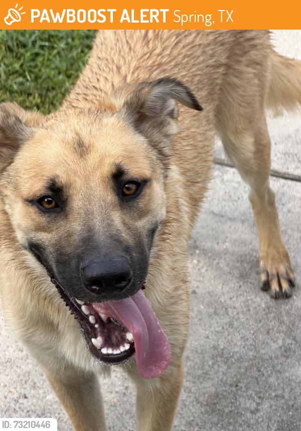 Found/Stray Male Dog last seen Firewood Ln, Spring, TX 77373