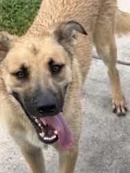 Found/Stray Male Dog last seen Firewood Ln, Spring, TX 77373