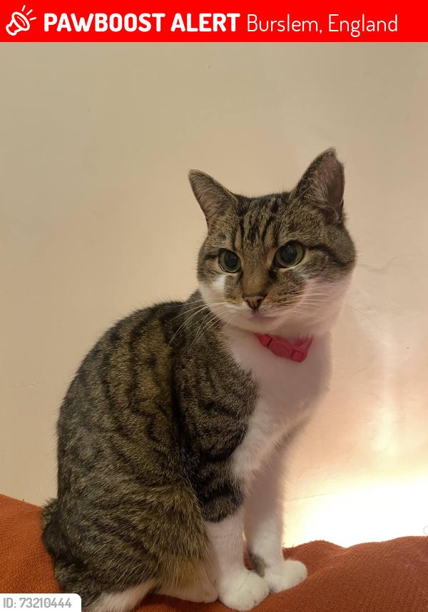 Lost Female Cat last seen Burslem, Burslem, England 