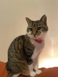 Lost Female Cat last seen Burslem, Burslem, England 