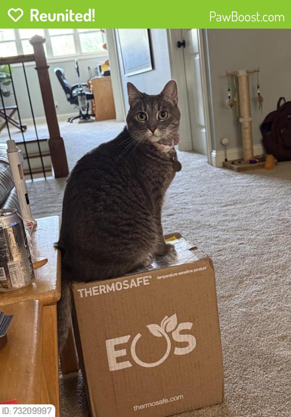 Reunited Female Cat last seen Near Donemere Way, Fountain Inn, SC 29644, USA, Fountain Inn, SC 29644