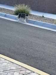Found/Stray Unknown Dog last seen Colobel and aspire community, Albuquerque, NM 87121