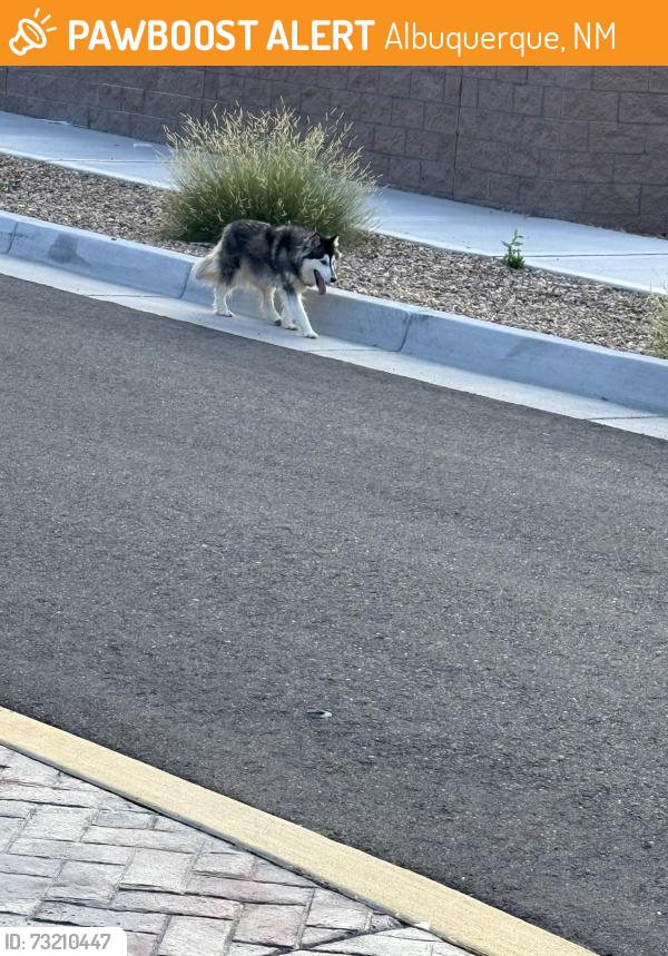 Found/Stray Unknown Dog last seen Colobel and aspire community, Albuquerque, NM 87121