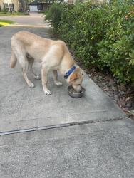 Reunited Male Dog last seen Boyce springs at Greenwoodforest, Greenwood Forest, TX 77066