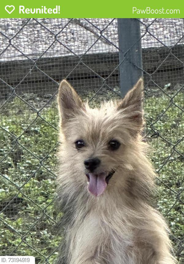 Reunited Male Dog last seen Grissom and French Meadow, San Antonio, TX 78250