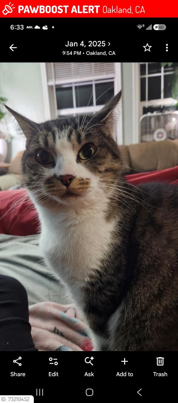 Lost Female Cat last seen Edes, Oakland, CA 94603