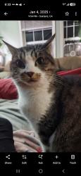 Lost Female Cat last seen Edes, Oakland, CA 94603