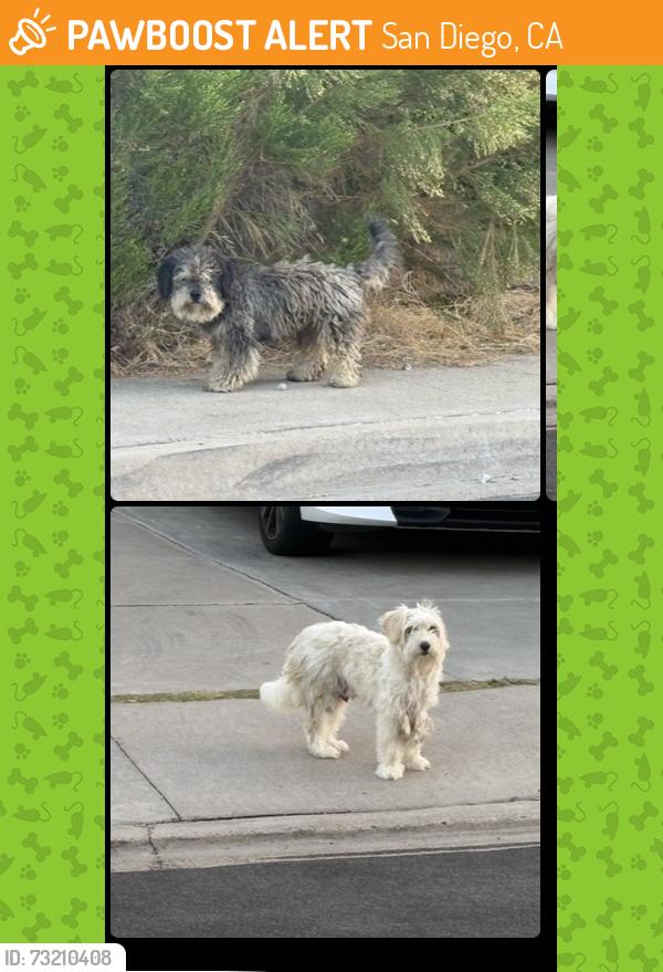 Found/Stray Unknown Dog last seen Jouglard Street and paradise ridge rd, San Diego, CA 92114